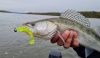 Nevis Impulse Shad 10cm 4db/cs (Flash Chartreuse)