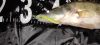 Reiva Zander Power Shad 10cm 4db/cs (Classic White)